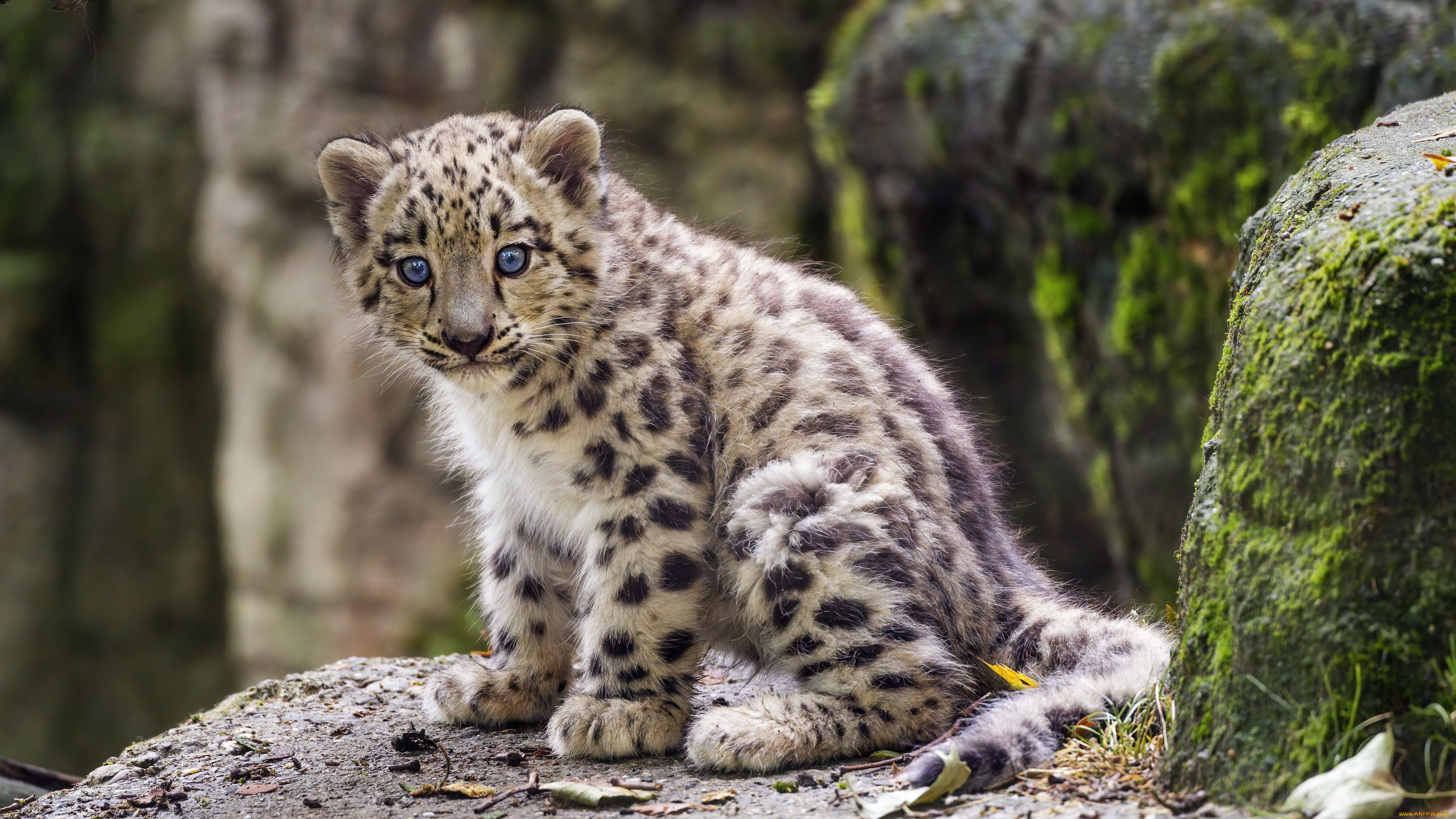 , - , , , , , , tambako, the, jaguar